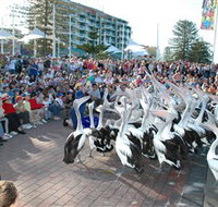 Pelican Feeding - Melbourne Tourism