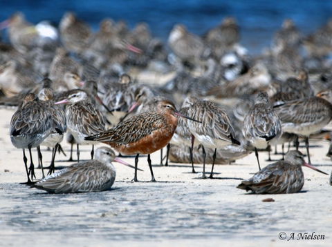 Cooloola Nature - Melbourne Tourism 0