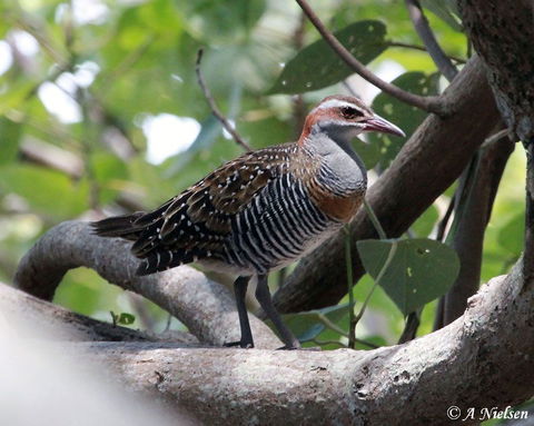 Cooloola Nature - Melbourne Tourism 1
