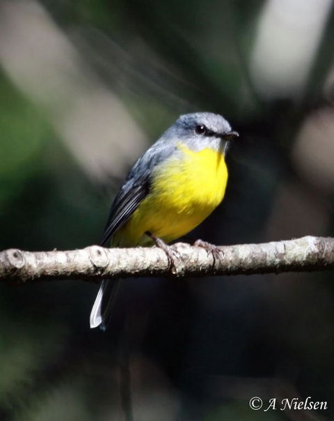 Cooloola Nature - Melbourne Tourism 4