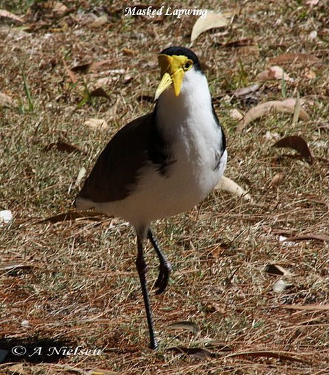 Cooloola Nature - Melbourne Tourism 6