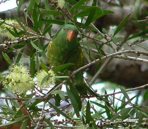 Cooloola Nature - Melbourne Tourism 8