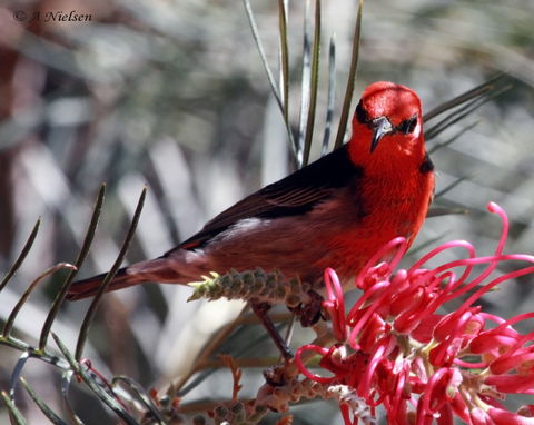 Cooloola Nature - Melbourne Tourism 9