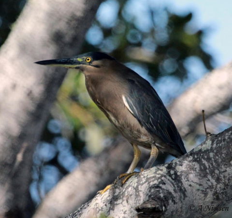 Cooloola Nature - Melbourne Tourism 10