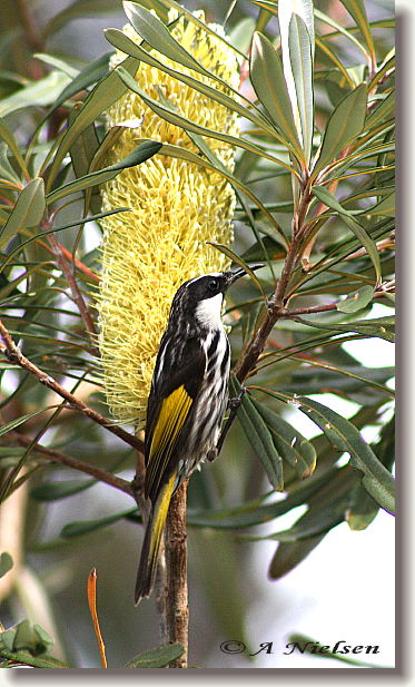 Cooloola Nature - Melbourne Tourism 11