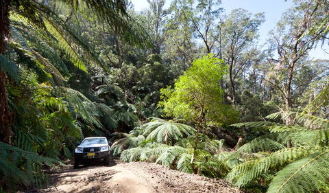 Wadbilliga Road Drive - Melbourne Tourism 3