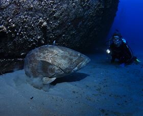 HMAS Brisbane Dive Site - Melbourne Tourism 3