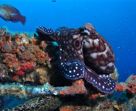 HMAS Brisbane Dive Site - Melbourne Tourism 2