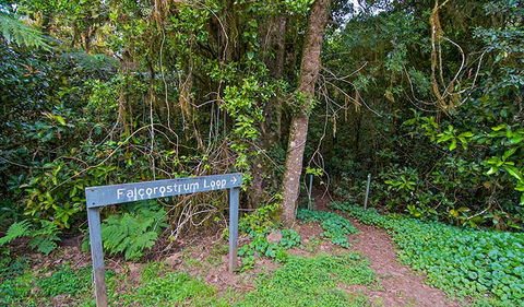 Falcorostrum Loop Walking Track - Melbourne Tourism 0