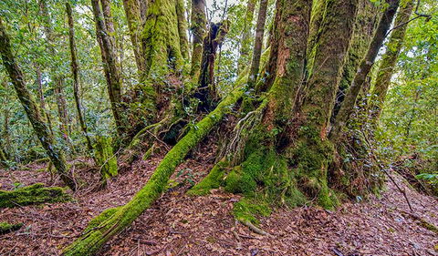 Falcorostrum Loop Walking Track - Melbourne Tourism 3
