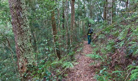 Blackbutt Walking Track - Melbourne Tourism 0