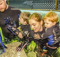 Irukandji Shark and Ray Encounters - Melbourne Tourism