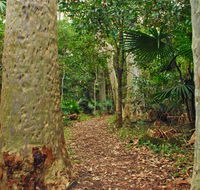Depot Beach Rainforest walk - Melbourne Tourism