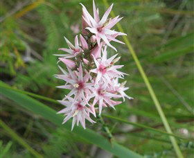 Booderee National Park: Green Patch And Telegraph Creek Walking Tracks - Melbourne Tourism 5