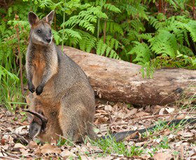 Booderee National Park: Green Patch And Telegraph Creek Walking Tracks - Melbourne Tourism 7