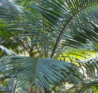 Bangalore Falls walking track - Melbourne Tourism