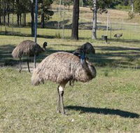 Glen Ian Ostrich and Emu Farm - Melbourne Tourism