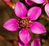 Flora - Melbourne Tourism