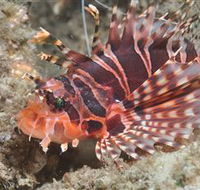 The Seaway Dive Site - Melbourne Tourism