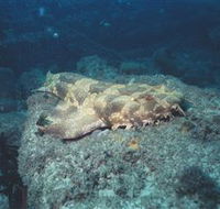 Scottish Prince Dive Site - Melbourne Tourism
