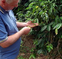 Wombah Coffee Plantation - Melbourne Tourism