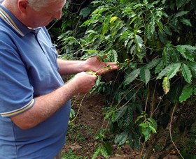 Wombah Coffee Plantation - Melbourne Tourism 0
