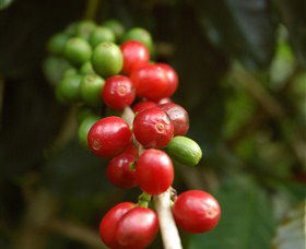 Wombah Coffee Plantation - Melbourne Tourism 2