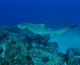 Palm Beach Reef Dive Site - Melbourne Tourism 1