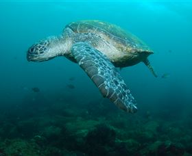 Palm Beach Reef Dive Site - Melbourne Tourism 2
