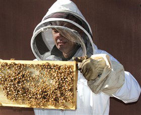 Superbee Honeyworld Gold Coast - Melbourne Tourism 1