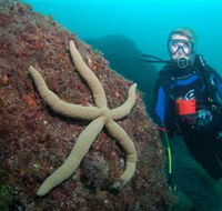 Cook Island Dive Site - Melbourne Tourism