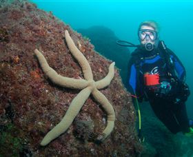 Cook Island Dive Site - Melbourne Tourism 0