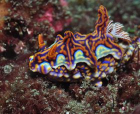 Cook Island Dive Site - Melbourne Tourism 1