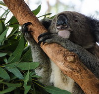 Macquarie Nature Reserve - Melbourne Tourism
