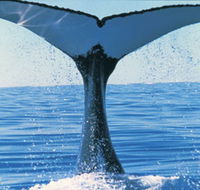 Humpback Whales - Melbourne Tourism