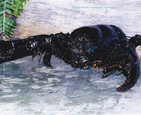 Lobster Ponds - Melbourne Tourism 2