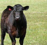 Denham Farm Beef and Lamb - Melbourne Tourism