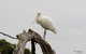 Melbourne Birding Tours - thumb 5