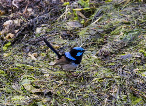 Melbourne Birding Tours - Melbourne Tourism 8