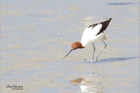 Melbourne Birding Tours - Melbourne Tourism 10