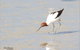 Melbourne Birding Tours - thumb 12