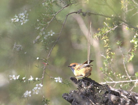 Melbourne Birding Tours - Melbourne Tourism 15