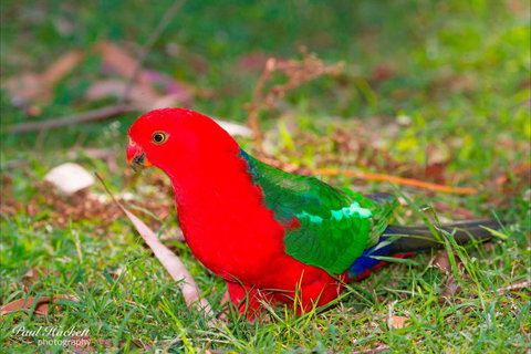 Melbourne Birding Tours - Melbourne Tourism 19
