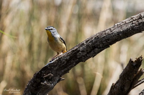 Melbourne Birding Tours - Melbourne Tourism 22