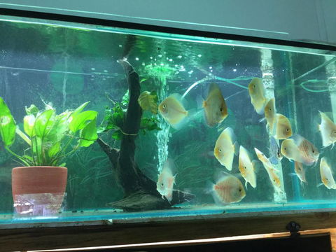 True Blue Aquariums - Melbourne Tourism 1