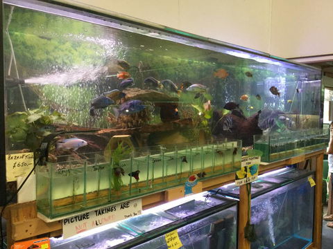 True Blue Aquariums - Melbourne Tourism 2