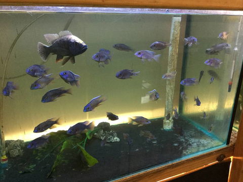 True Blue Aquariums - Melbourne Tourism 3
