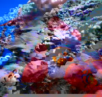 Tropical Marine Centre - Melbourne Tourism