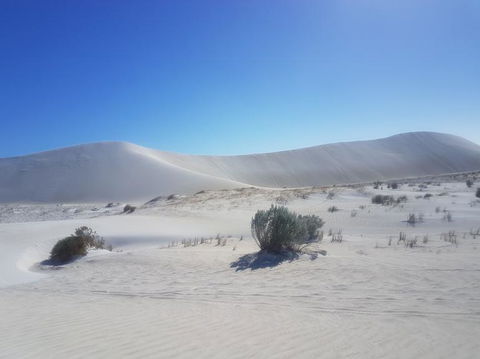 Pinnacles Desert, Koalas And Sandboarding 4WD Day Tour From Perth - Melbourne Tourism 2