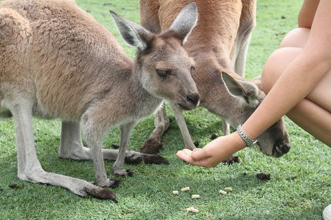 Pinnacles Desert, Koalas And Sandboarding 4WD Day Tour From Perth - Melbourne Tourism 32
